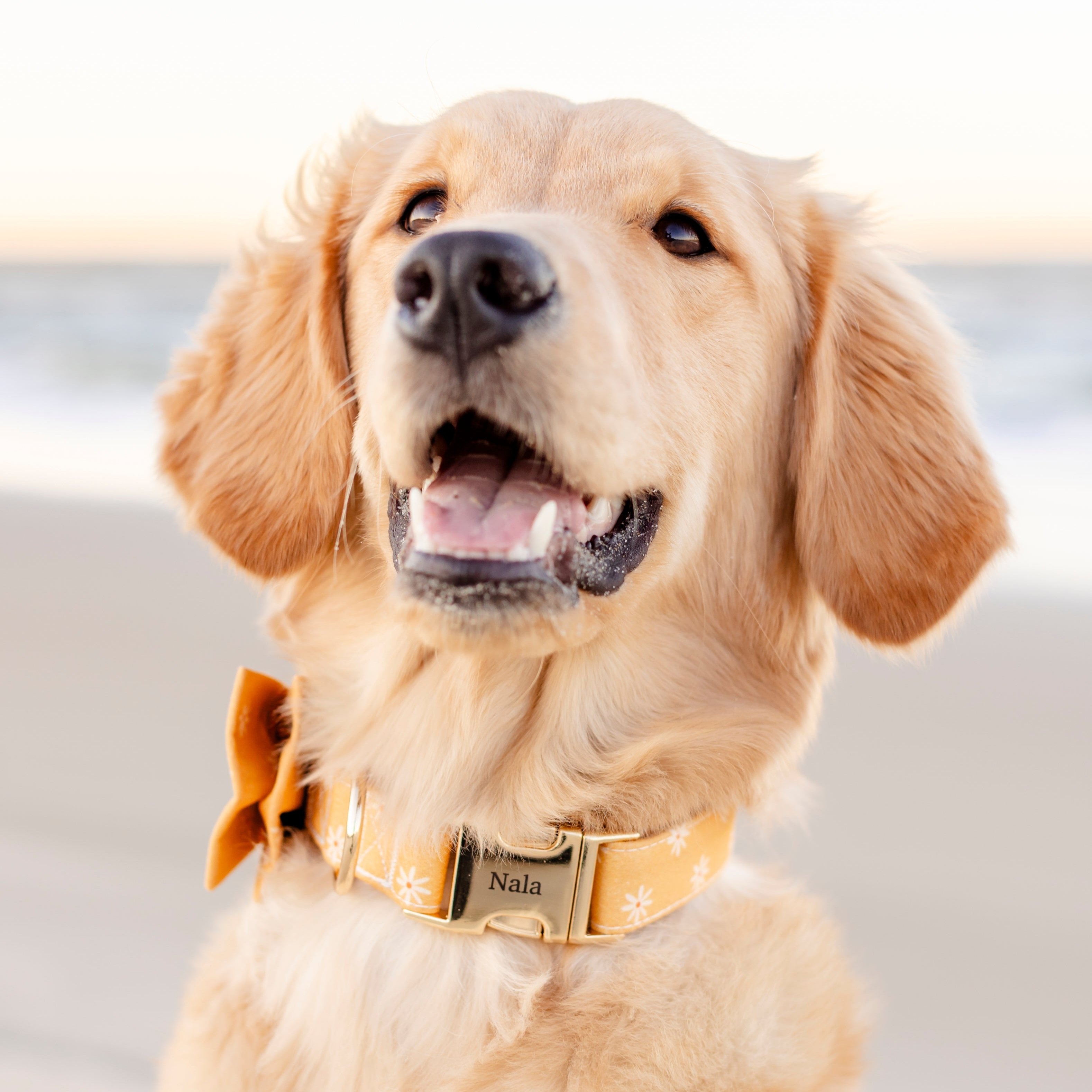Sunny Days Collar