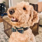 Tucker Bow Tie
