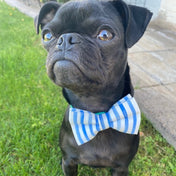 Nautical Blue Collar Leash Set