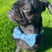 Dapper Dots Collar