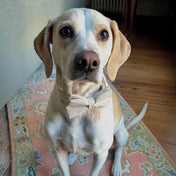 Herringbone Collar