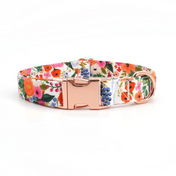Isabel Collar