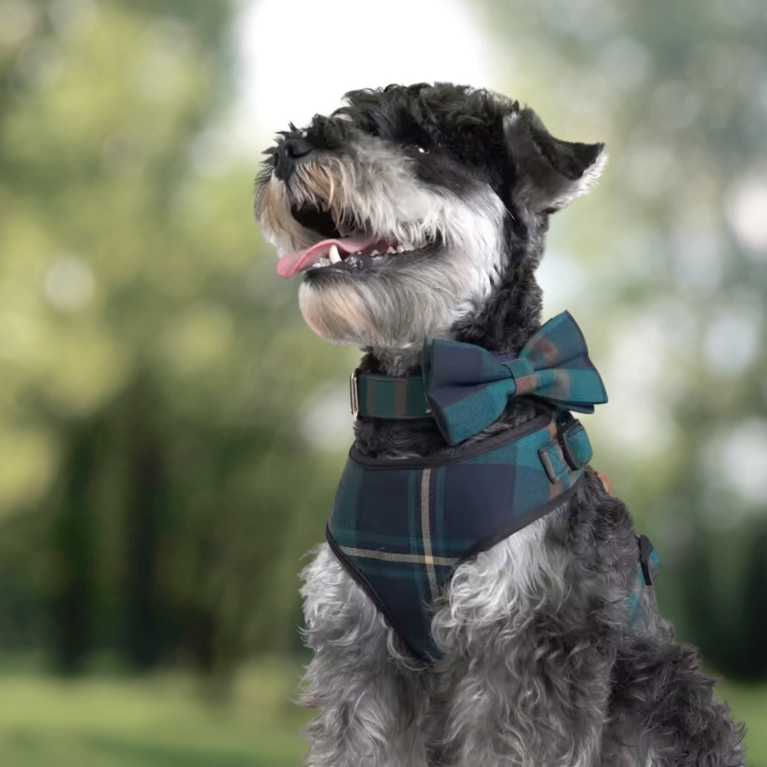 Tucker Collar