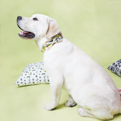 Wildflowers Collar Leash Set