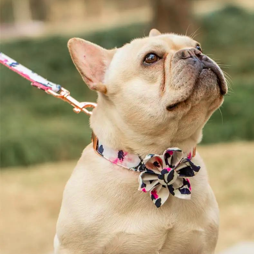 DapperDotsCollarTheGoodPupProductImage_55_ca13dad4-4d1c-4c1f-b3a1-04f2108f43ac.png
