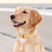 Sunny Days Collar Leash Set