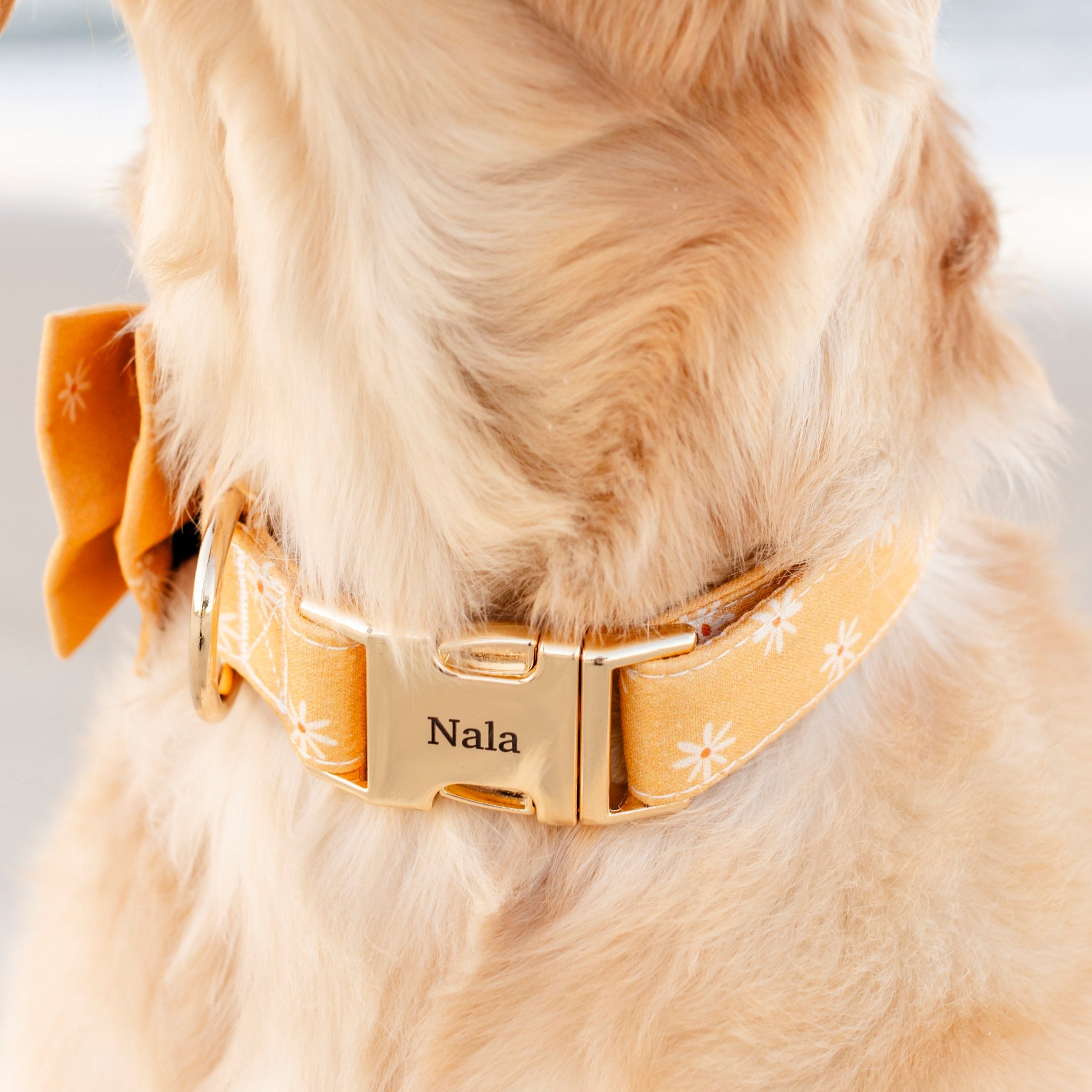 Sunny Days Collar Leash Set