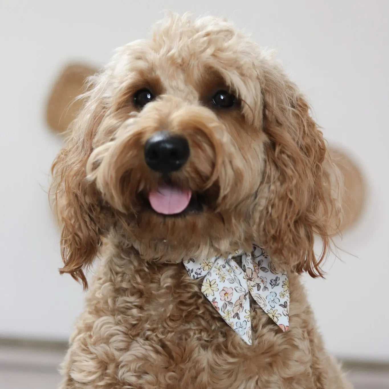 Fi Tracker + Sloane Collar + 6 Month Subscription