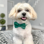 Emerald Collar Leash Set