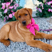 Signature Pink Lady Bow