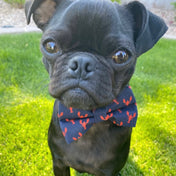 Lobster Love Bow Tie