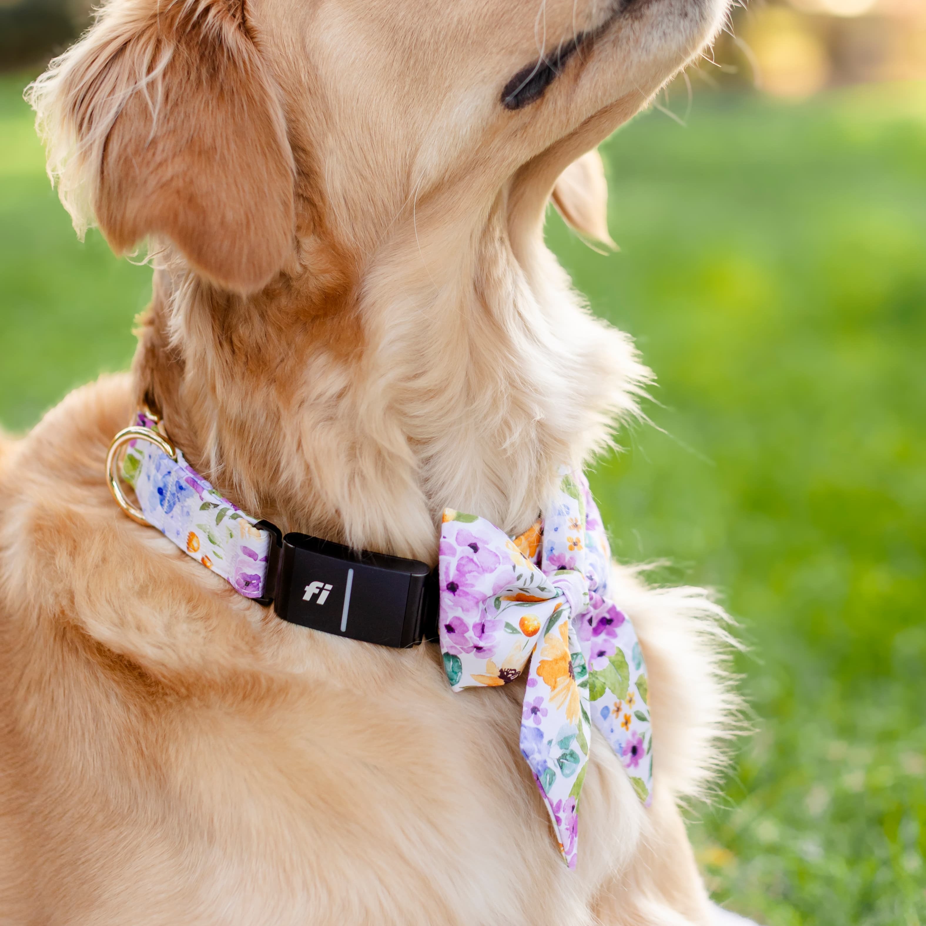Fi Compatible Spring Blooms Collar