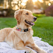 Fi Tracker + Isabel Collar + 6 Month Subscription