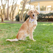 Fi Compatible Spring Blooms Collar