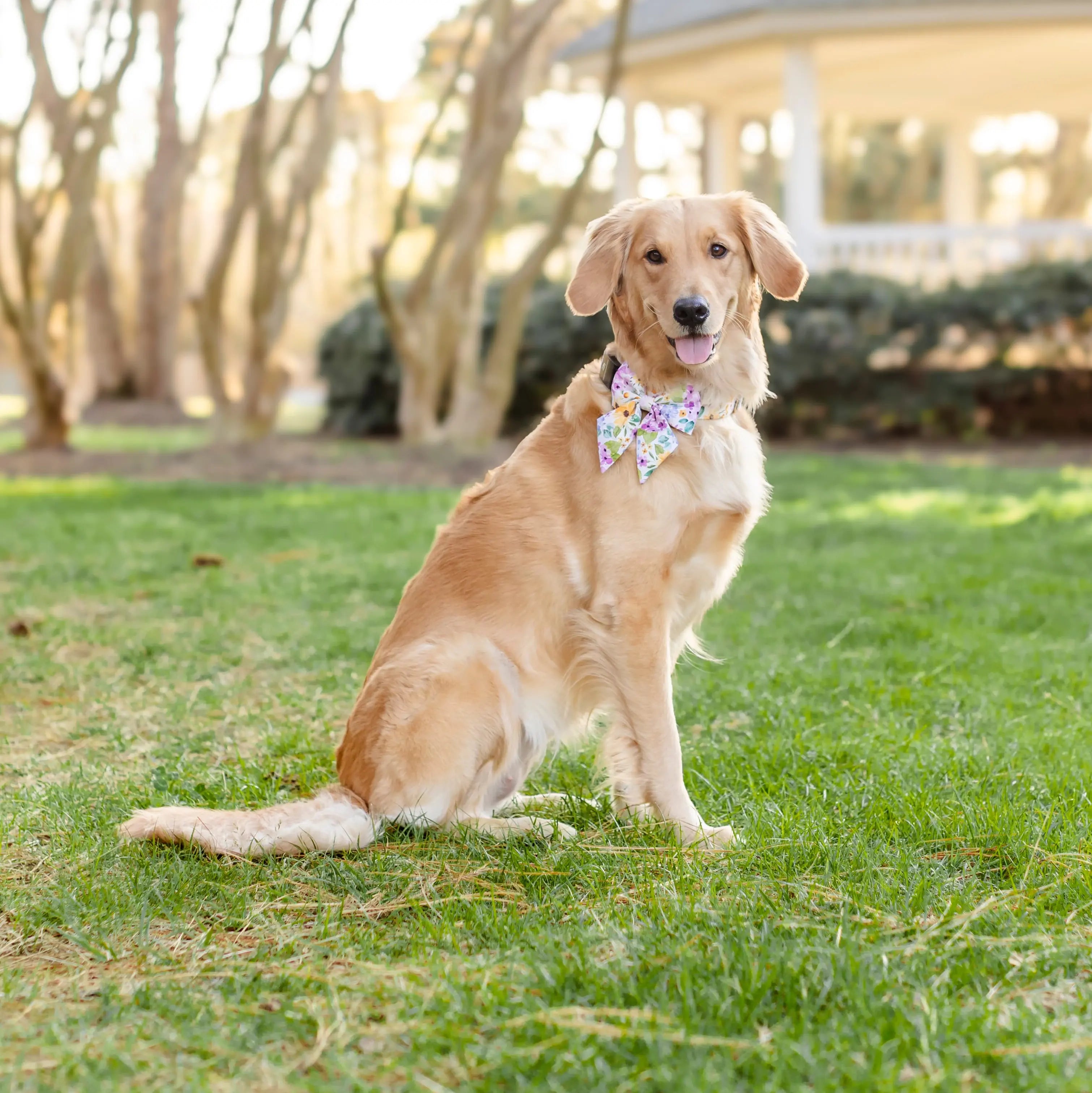 Fi Tracker + Spring Blooms Collar + 6 Month Subscription