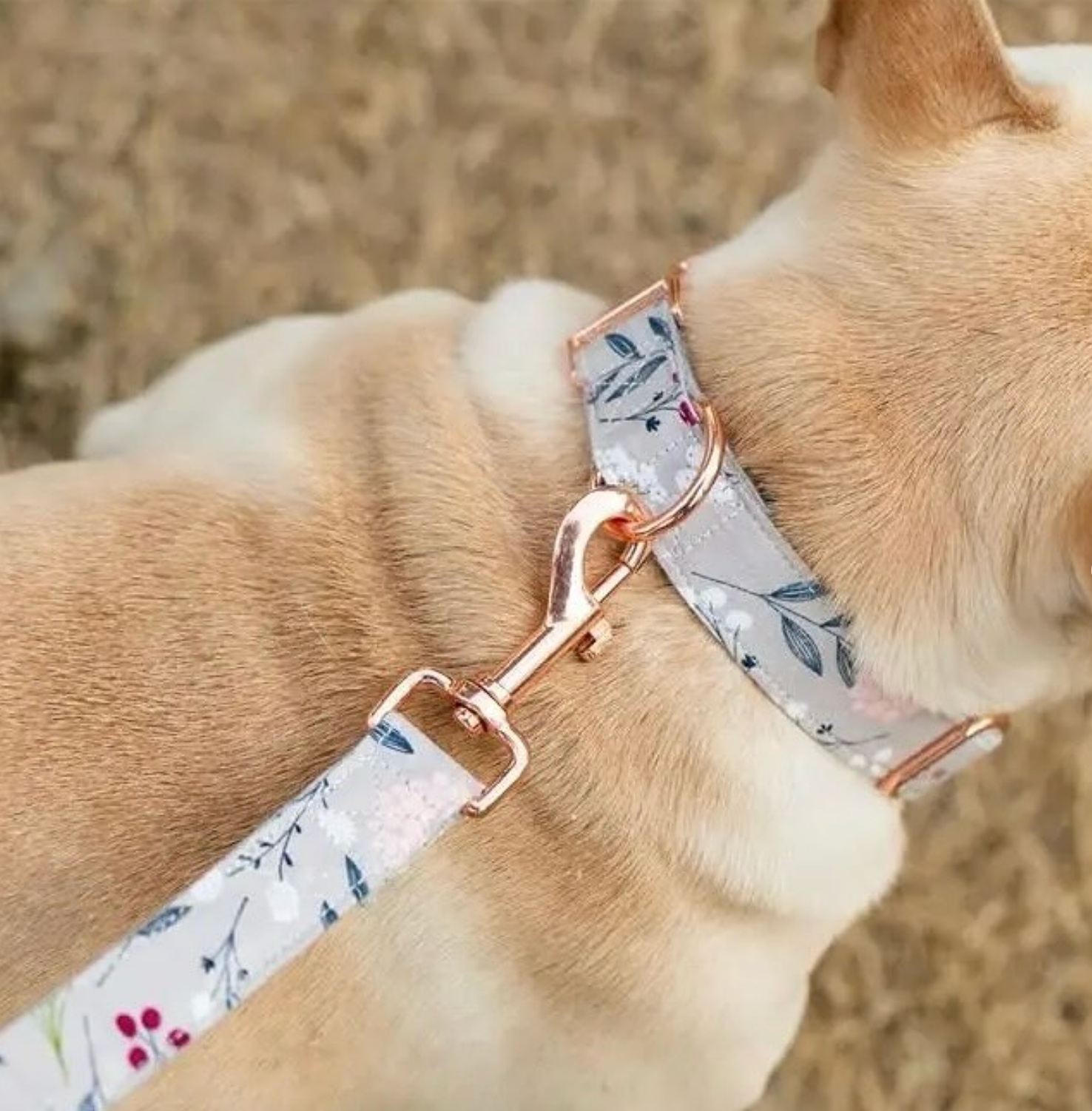 Simone Collar Leash Set